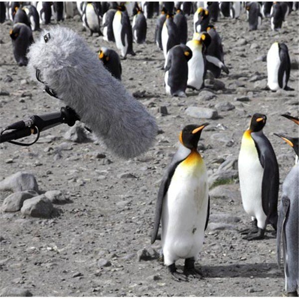 Rode Blimp Rüzgar Kalkanı ve Şok Montaj Sistemi